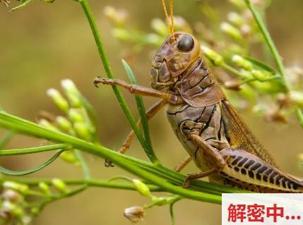 三岁视角：华晨宇元宵节VLOG的独特魅力探析