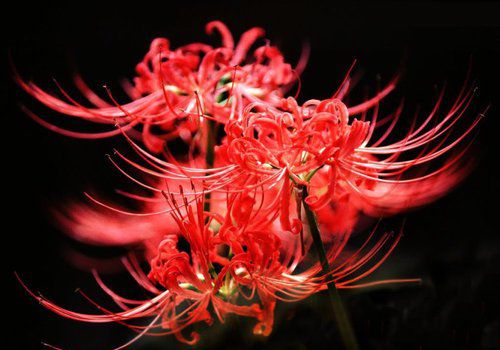 娱乐:穿越时空的视角：奶奶眼中的花江峡谷大桥